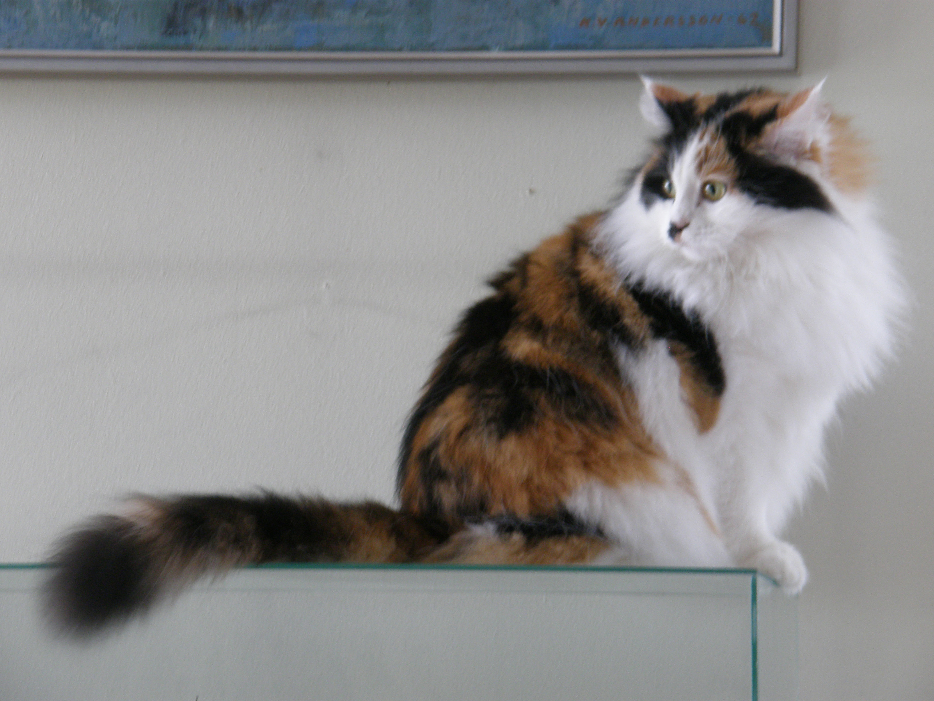 sibirisk katt Isonoe